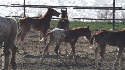 Group of young ponies socializing with each other in a pasture.