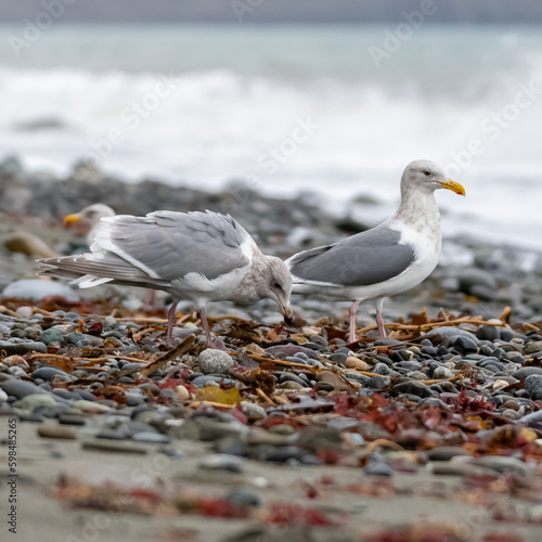 seagull on the beach