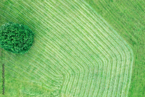 aerial top view of single tree on freshly cut green grass in summer park.