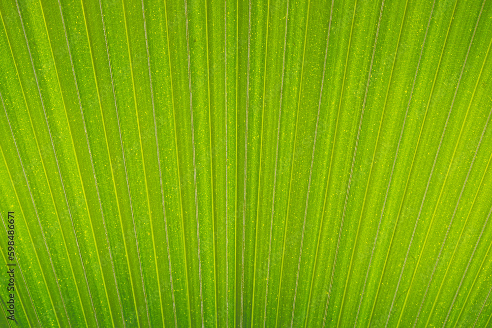 abstract pattern leaf, Palm leaves texture with shadow abstract pattern leaf, Palm leaves texture with shadow