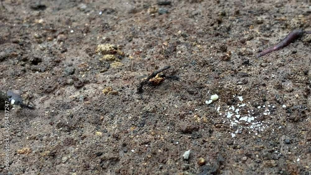 Group of black ants gather on food inside the forest on the ground. Collective cooperation of insects, ant. bugs, bug, Insect. 4k Video closeup view of ants carry food to their home. Group of black ants gather on food inside the forest on the ground. Collective cooperation of insects, ant. bugs, bug, Insect. 4k Video closeup view of ants carry food to their home.