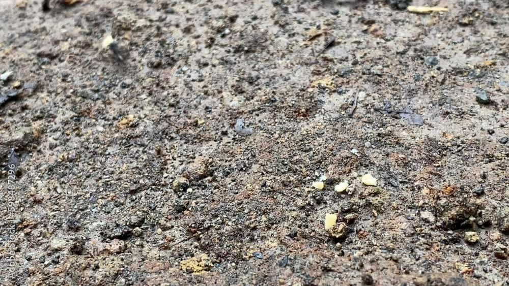Group of black ants gather on food inside the forest on the ground. Collective cooperation of insects, ant. bugs, bug, Insect. 4k Video closeup view of ants carry food to their home. Group of black ants gather on food inside the forest on the ground. Collective cooperation of insects, ant. bugs, bug, Insect. 4k Video closeup view of ants carry food to their home.