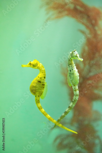 A yellow seahorse and a pink seahorse with red aquatic plant in water.