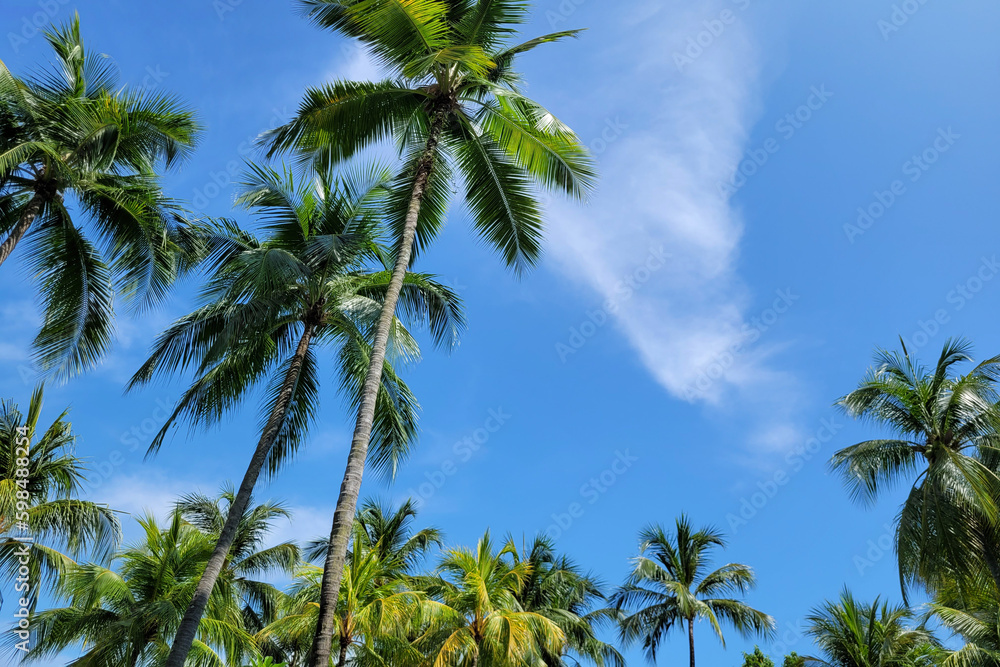 Tropical palm trees against sunny blue sky. Vacation and nature travel adventure concept.