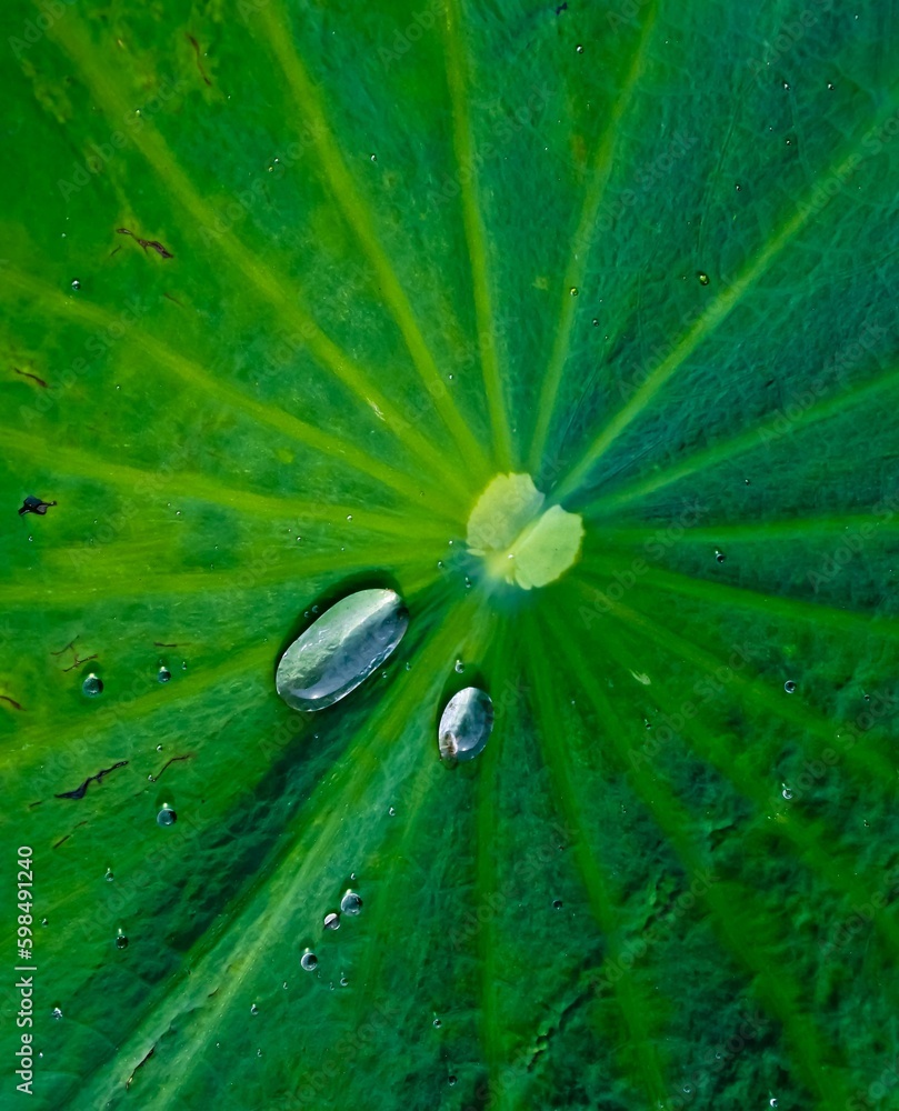 close-up of water droplets on a green lotus leaf close-up of water droplets on a green lotus leaf