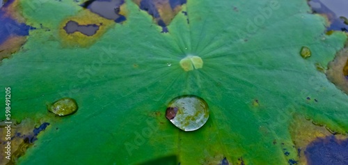 close-up of water droplets on a green lotus leaf