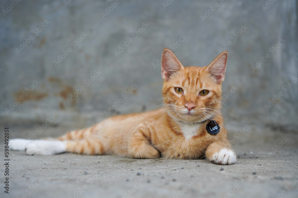 Orange cat sitting on the floor looking at the camera wearing a collar named Leo
