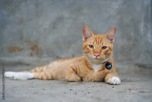 Orange cat sitting on the floor looking at the camera wearing a collar named Leo © Teguh Pamungkas