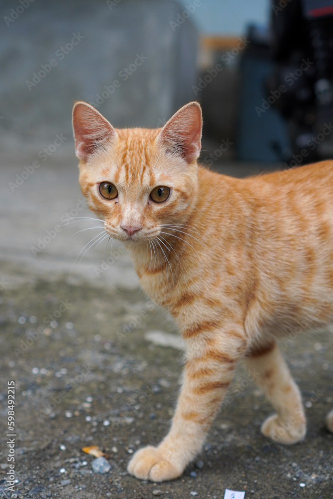 Cute Orange Cat walking outside in the morning. Pet walking outdoor