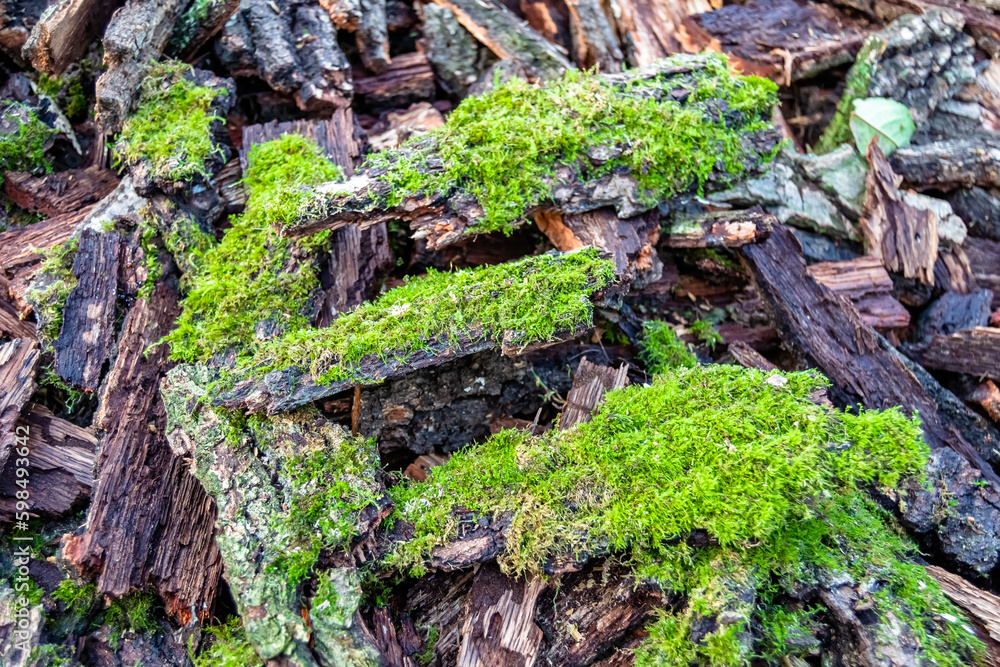Photography on theme big wall of stacked oak tree logs in cracks Photography on theme big wall of stacked oak tree logs in cracks