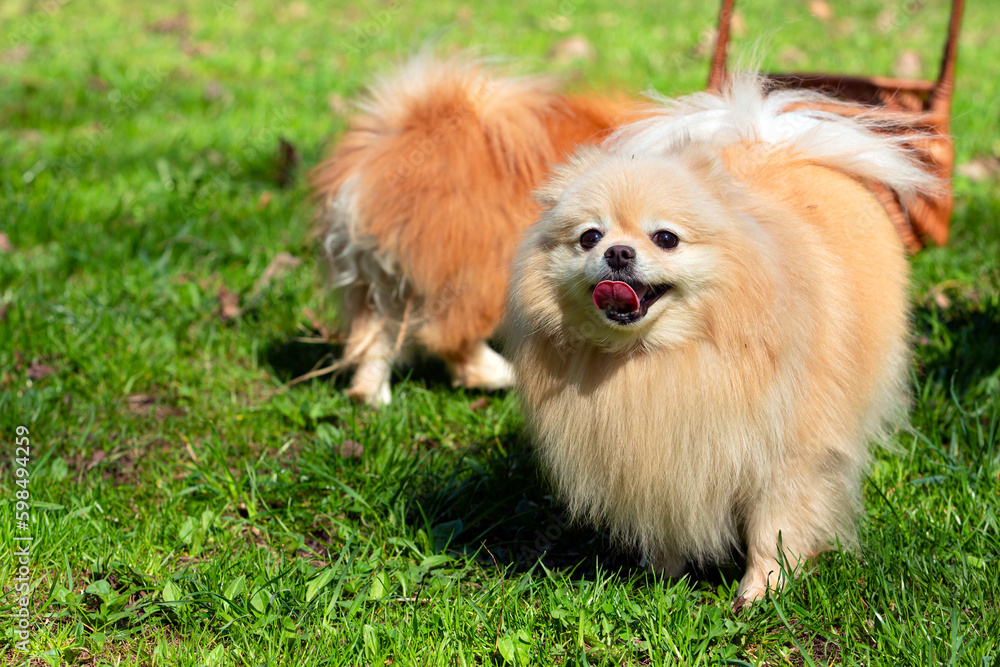 Pomeranian with fluffy fur plays on the grass Pomeranian with fluffy fur plays on the grass