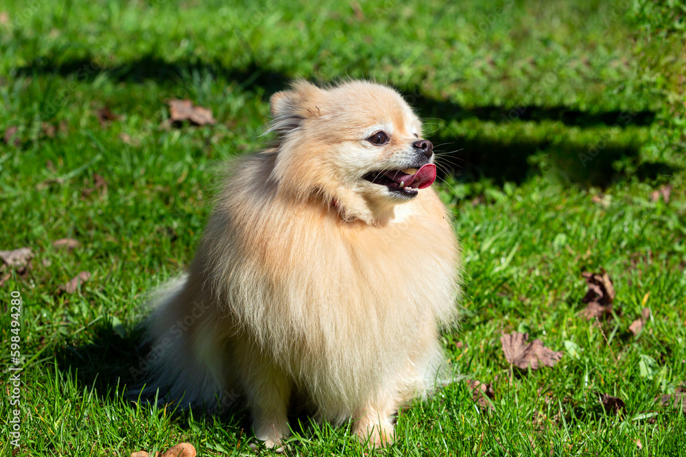 A Pomeranian dog with fluffy fur sits on the grass.
A Pomeranian dog with fluffy fur sits on the grass.