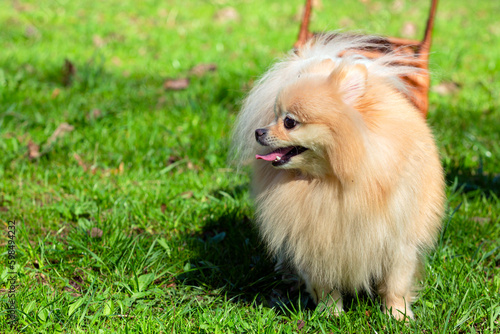 Fototapeta Naklejka Na Ścianę i Meble -  Pomeranian with fluffy fur plays on the grass
