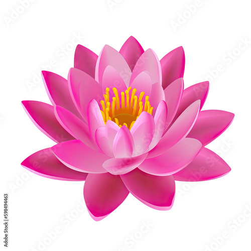 pink lotus flower