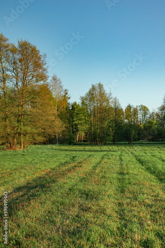 Green meadow with a forest in the background.