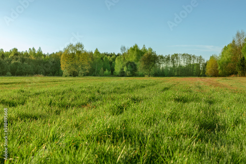 Green meadow with a forest in the background.