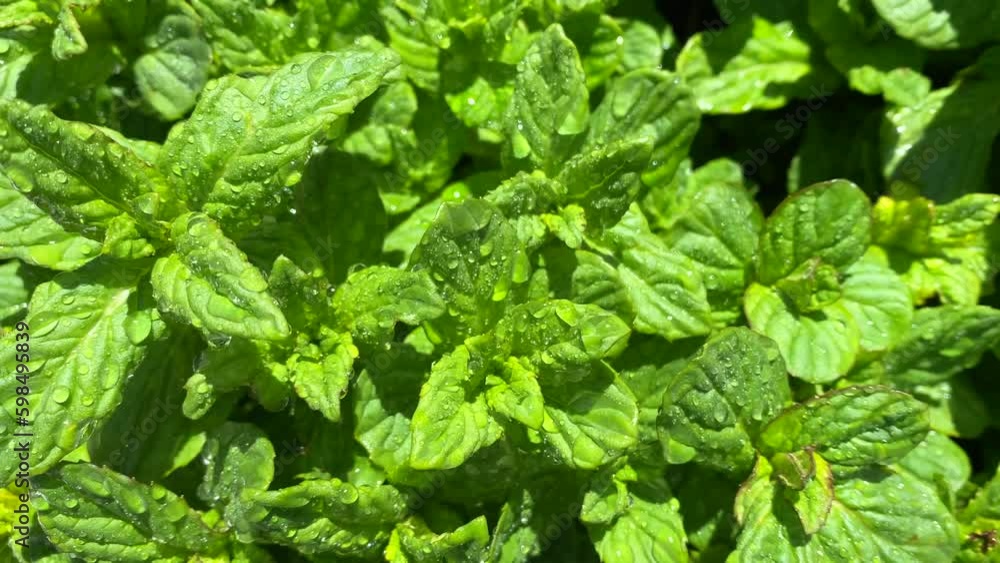 Fresh mint leaves with water droplets. Close-up. Peppermint in the garden. Beautiful natural mint green background. A green useful plant. Fresh mint leaves with water droplets. Close-up. Peppermint in the garden. Beautiful natural mint green background. A green useful plant.