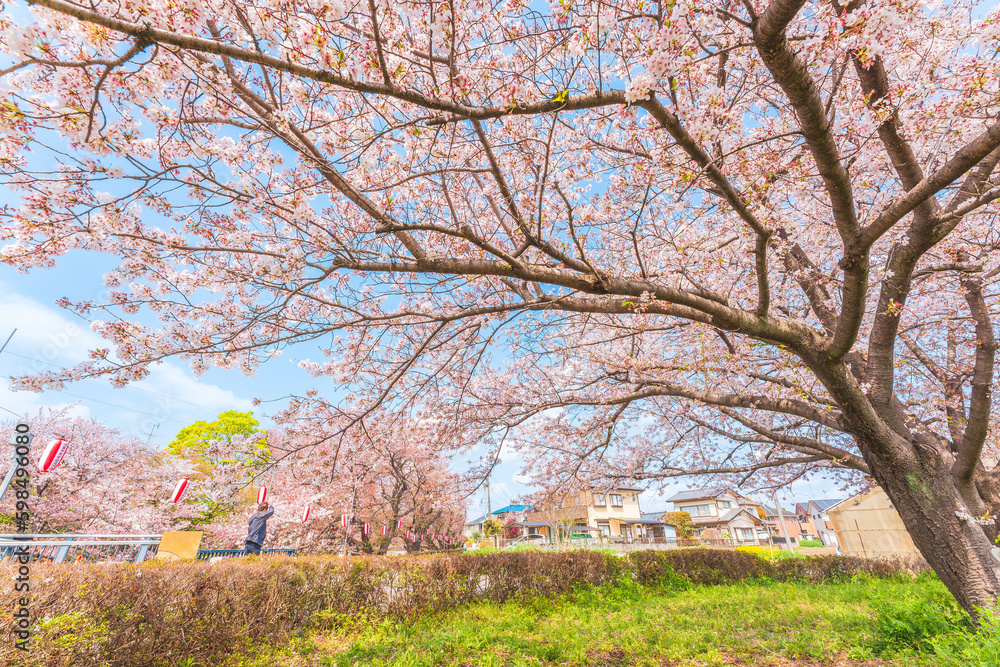 Motoara River Cherry Blossom Avenue, Saitama, Tokyo Motoara River Cherry Blossom Avenue, Saitama, Tokyo