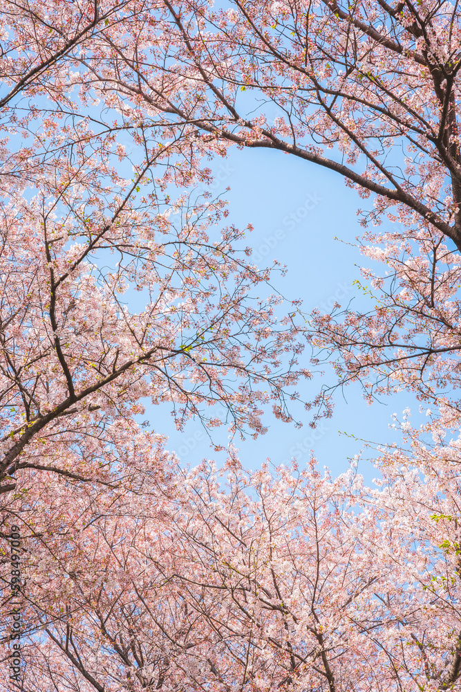 Satte Gongendo Sakura Tsutsumi, Saitama, Japan Satte Gongendo Sakura Tsutsumi, Saitama, Japan