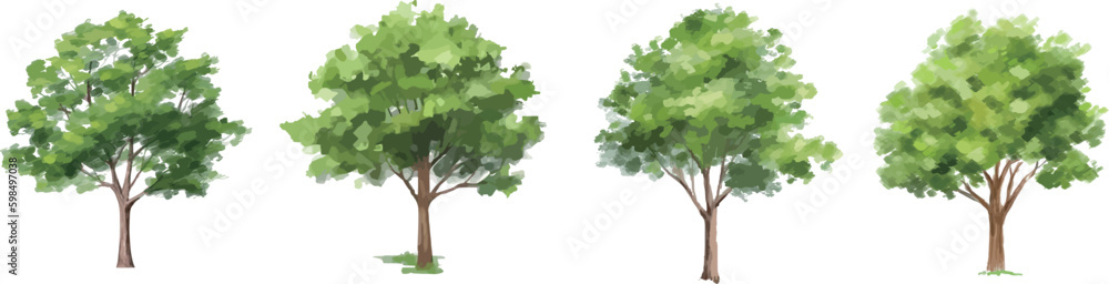 Green tree vector watercolor isolated on white background for landscape and architecture drawing. Elements for environment and garden, botanical painting for section and elevation. - obrazy, fototapety, plakaty 