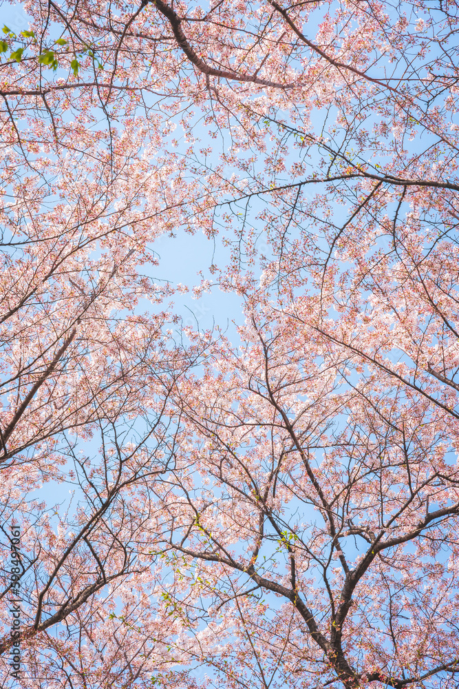 Satte Gongendo Sakura Tsutsumi, Saitama, Japan Satte Gongendo Sakura Tsutsumi, Saitama, Japan