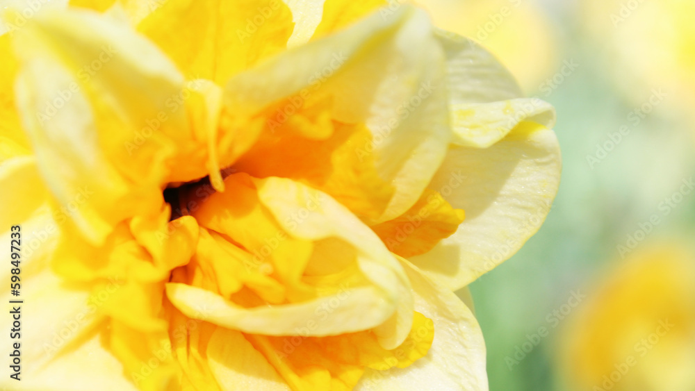 beautiful yellow narcissus flower macro beautiful yellow narcissus flower macro