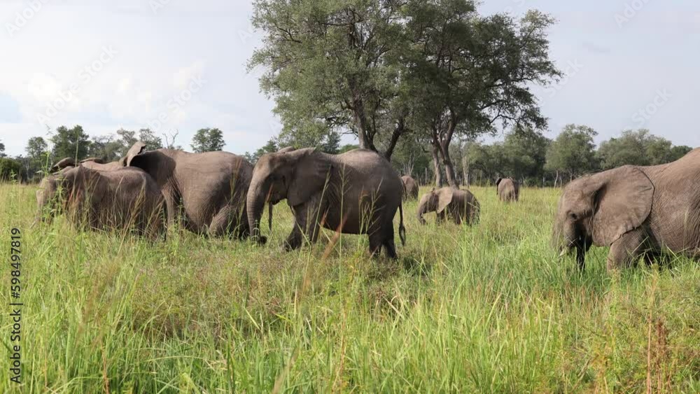 Elephant herd grazing on grassland in South Luangwa national park, Zambia Elephant herd grazing on grassland in South Luangwa national park, Zambia
