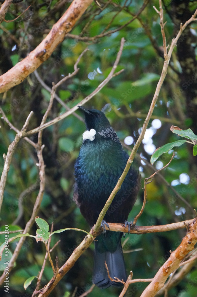 New Zealand native Tui, a forest bird with a distinctive white throat tuft sitting on a branch and singing. New Zealand native Tui, a forest bird with a distinctive white throat tuft sitting on a branch and singing.