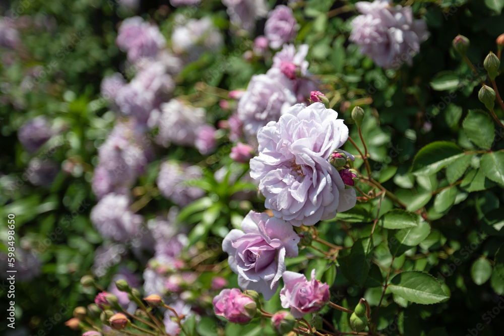 春の花 春の花