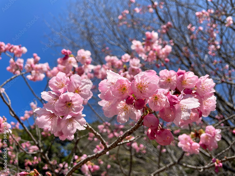 Fototapeta premium 満開の陽光桜の花