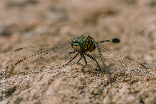 dragonfly close up © Komodo Studios 