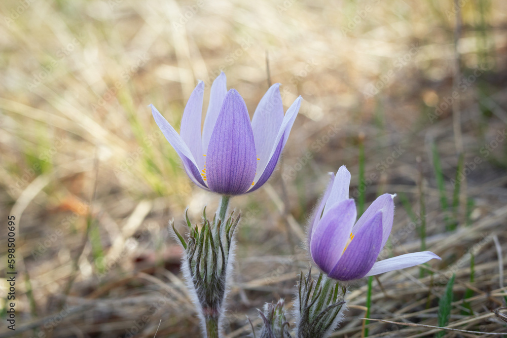 Wild crocuses are awakening in early spring and blooming in the field. Wild crocuses are awakening in early spring and blooming in the field.
