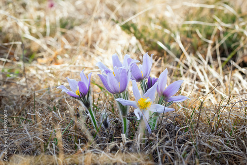 Wild crocuses are awakening in early spring and blooming in the field.
