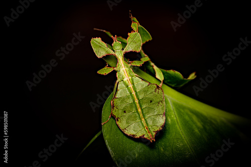 Leaf Insect on the Black Background photo