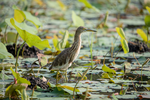 indian pond heron in wetlands photo