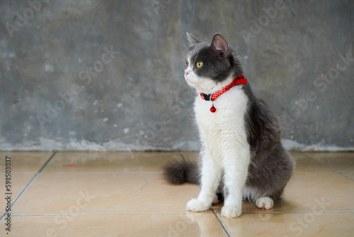 white and gray cat sitting on the floor looking at the left side wearing a collar with yellow eyes