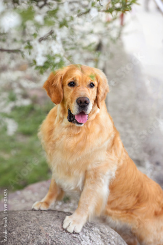 golden retriever dog in blooming sakura or cherry trees. dog in the spring in nature in the park