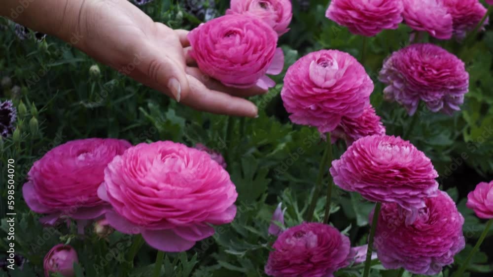 Pink Ranunculus flowers in a garden bed Generative AI Pink Ranunculus flowers in a garden bed Generative AI