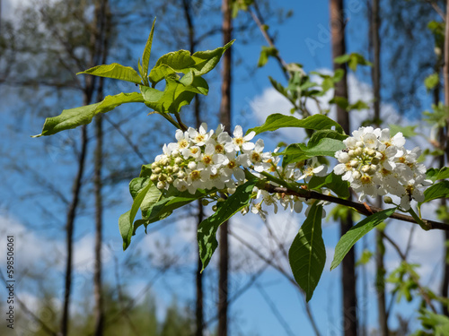 Close-up shot of white flowers of the Bird cherry, hackberry, hagberry or Mayday tree (Prunus padus) in full bloom. Fragrant white flowers in pendulous long clusters (racemes) photo