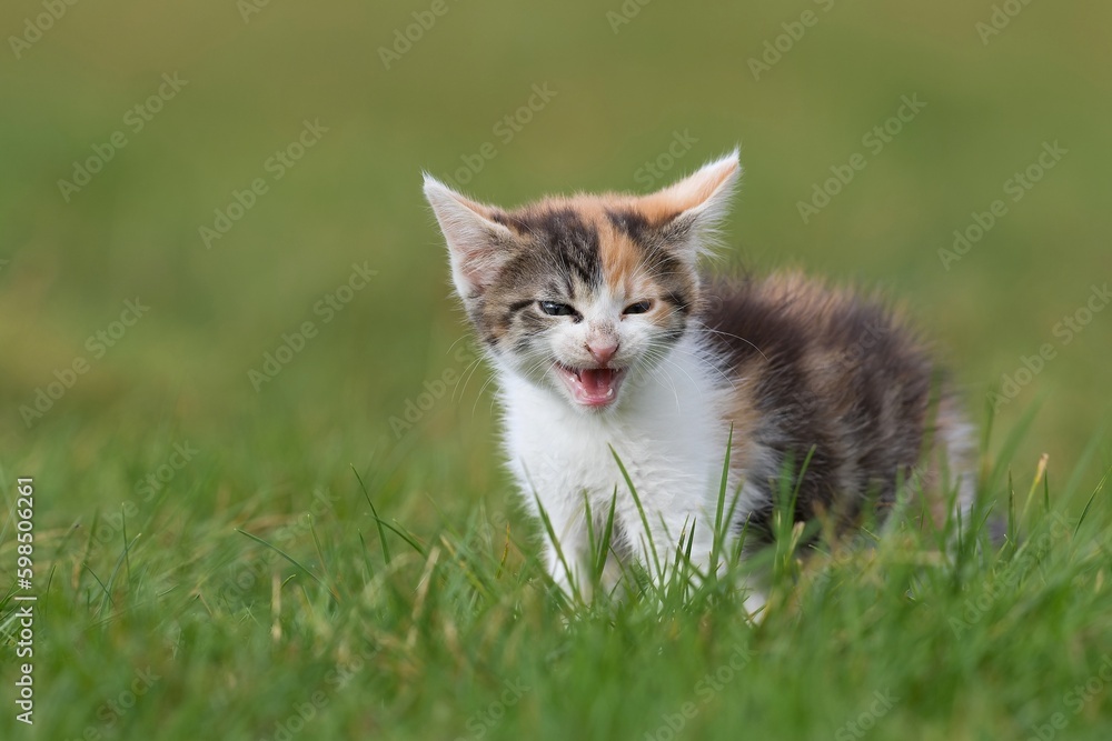 cute colorful kitten stands in the grass and meows