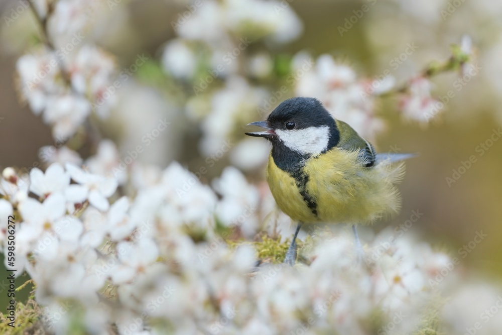 A great tit sitting on the flowering twig. A titmouse in the nature habitat. Parus major. A great tit sitting on the flowering twig. A titmouse in the nature habitat. Parus major.
