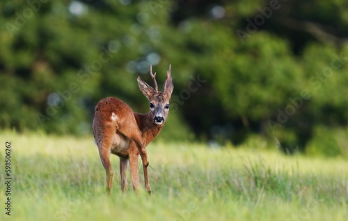 A cute young roebuck standing on the meadow. Capreolus capreolus. © Monikasurzin
