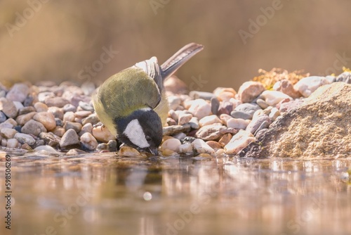 A cute great tit drinks water from a pond in hot summer. Great tit. photo