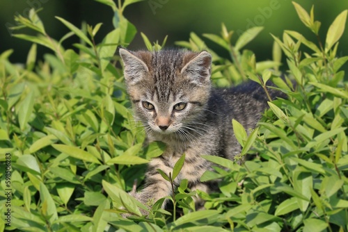 Photography Portrait of a cute tabby kitten. Felis silvestris catus.