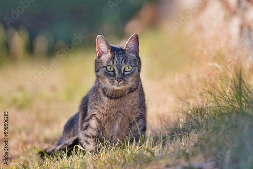 A beautiful tabby cat sitting on the medow. Portrait of a european cat.