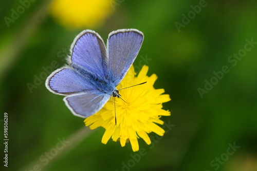 Common blue butterfly sitting on yellow flower with green background. Polyommatus icarus