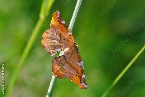 A beautiful lilac beauty moth sitting on the grass blade. Apeira syringaria photo