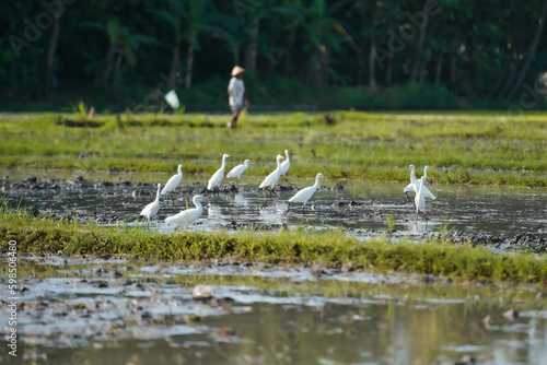 flock of egrets in the rice fields