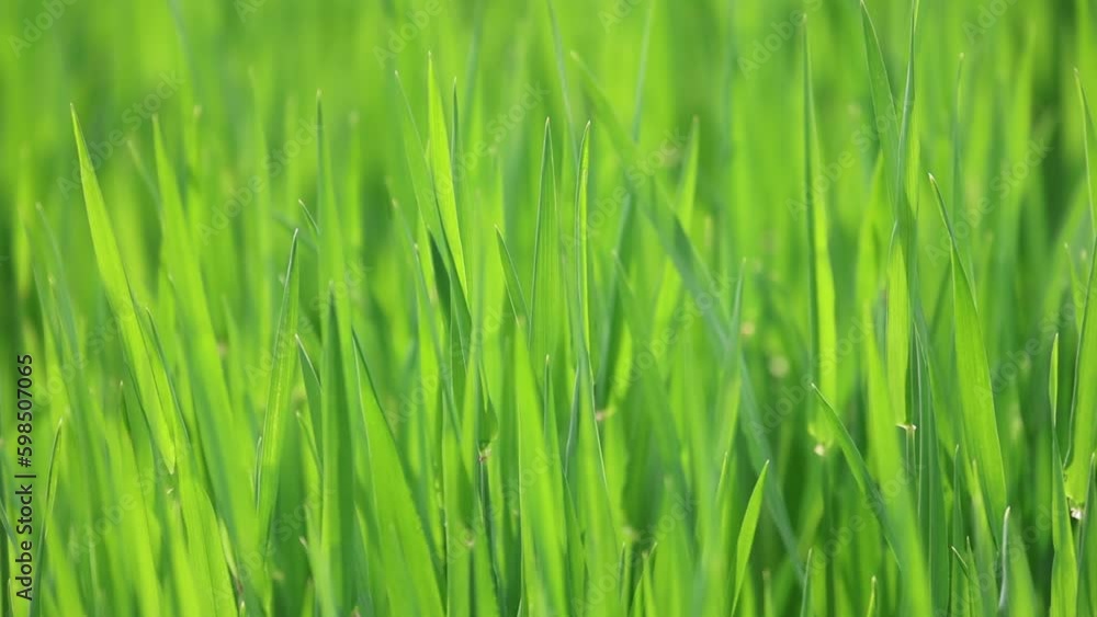 Slow motion video of fresh green blades of gras glistening in the morning sunshine on the fields. Agricultural growing video Slow motion video of fresh green blades of gras glistening in the morning sunshine on the fields. Agricultural growing video