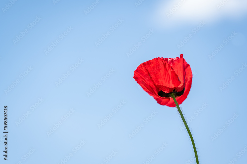Obraz premium 青空と赤いポピー 